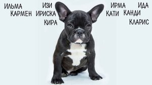 Клички, имена для собак девочек. Как назвать собаку.