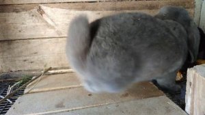 ФРАНЦУЗСКИЙ БАРАН В ДЕЛЕ! УДАЧНО НАВЕРНОЕ!