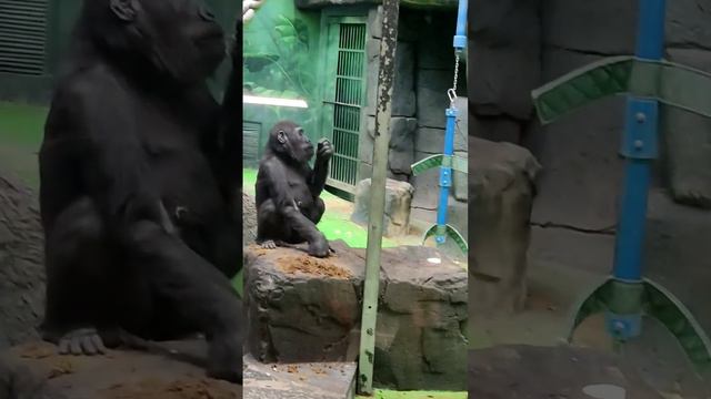 😱Огромная горилла!! #москва смотреть онлайн