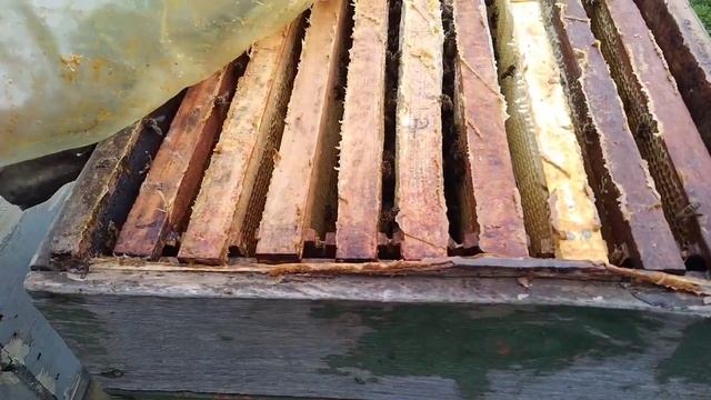 Взяток с подсолнуха в этом году, привесы посравнению с теми годами. смотреть онлайн