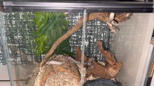 Обзор террариума у голодного маисового полоза и классное укрытие у геккона ???