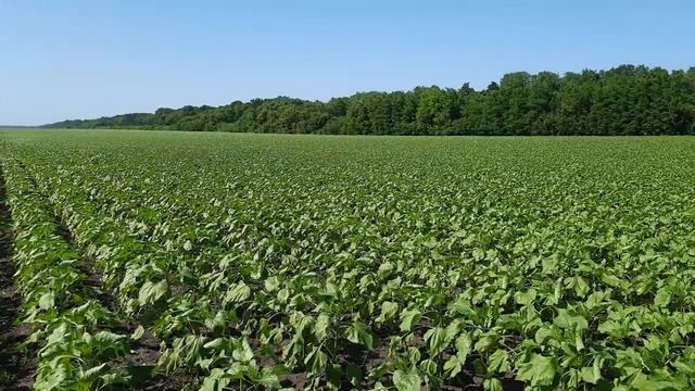 Подсолнух SYNGENTA  Суоми и Сузука под гранстар.