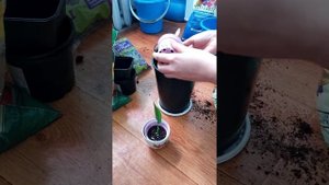 Стрелиция из семян