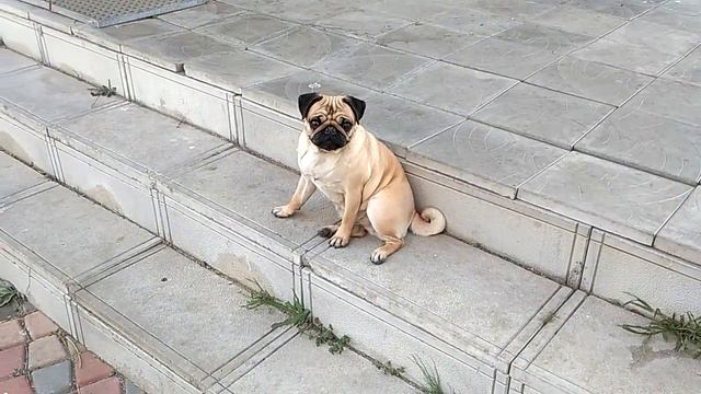 Wizari 8 мес съемки 25.04.18 смотреть онлайн