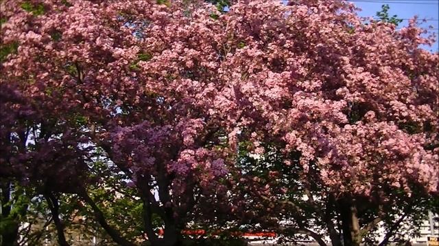 Весна Пришла! Божественная Музыка Штрауса. смотреть онлайн