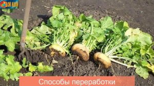 Куда девать ботву сорняки и падалицу / Органические удобрения под ногами
