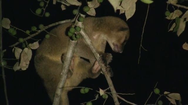 Tropical Forest, Kinkajou. Тропический лес, кинкажу (372sp)