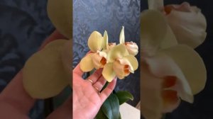 Орхидея пелор Patrick Yanbao ?