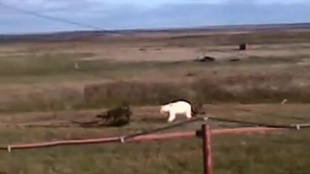 Медведь растерзал оленей.mp4 смотреть онлайн