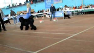 Русские черные терьеры на выставке