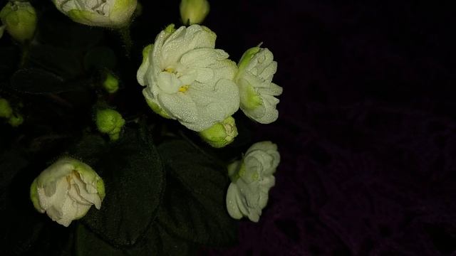 Огляд фіалки ЛЕ-Жемчужинка, мініатюрний трейлер смотреть онлайн