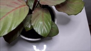 Review Tanaman Hias Indoor Calathea Silver Plate
