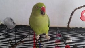 Ожереловый попугай кушает из лапки.