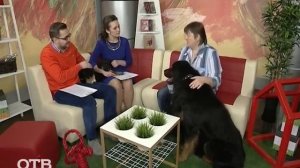 Знакомство с питомцами: бурят-монгольский волкодав Дарик (01.12.15)