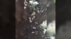 Как посадить хризантемы. Хризантемы из букета ??