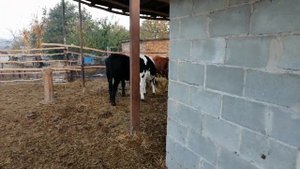 Не большой обзор быков, тёлок в загоне. Глубокая подстилка зимнее содержания.