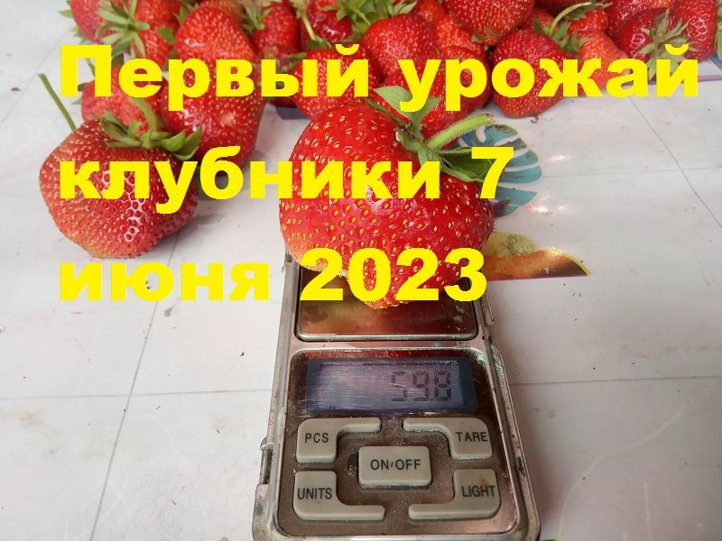 Первый урожай клубники 7 июня 2023