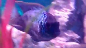 Гибрид цихлид: папа бирюзовый акара, мама наннакара неоновая.