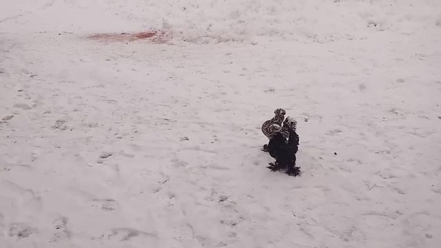Бойные голуби Евгения в Самарской области!