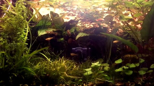 Новый общий аквариум смотреть онлайн