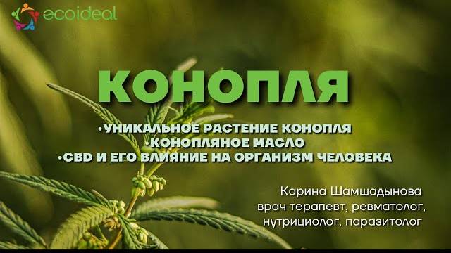 Уникальное растение Конопля _ cbd и его влияние на организм человека