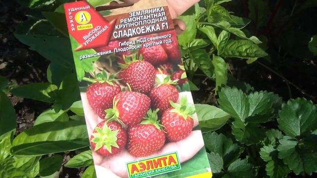 Обзор крупноплодной земляники, выращенной из семян