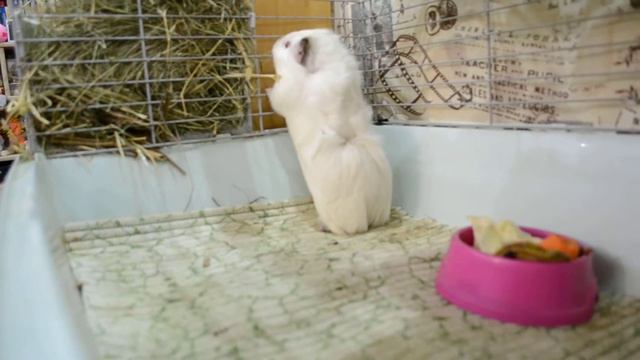 Как появилась морская свинка. Моя история. Спасение морской свинки. Зооуголок смотреть онлайн