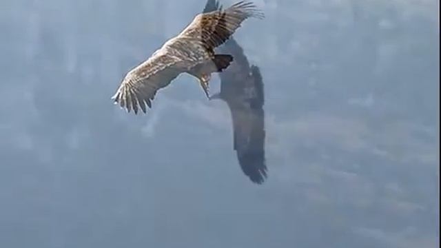 КОНДОР КРЫМА смотреть онлайн