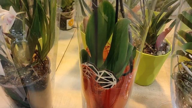 Обзор Бауцентра на Селезнёва Орхидеи и другие комнатные растения смотреть онлайн