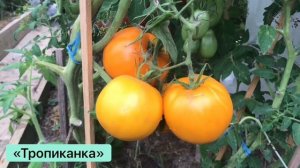 ЖЁЛТЫЕ ТОМАТЫ / мои сорта 2021