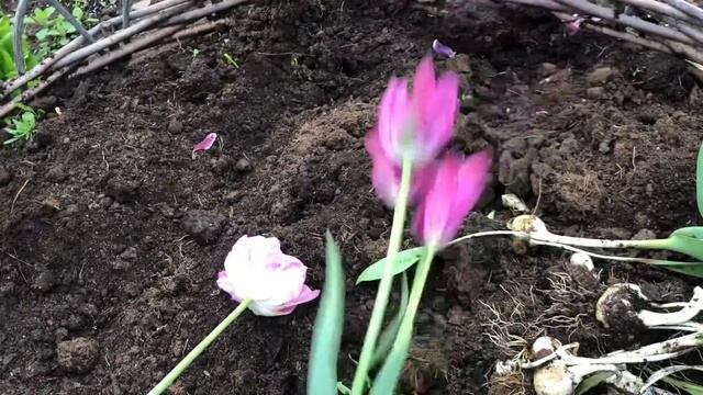 Обязательно выкапываем тюльпаны весной ? смотреть онлайн