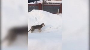 Как стать волком аууууффффы. Волк. Безумно можно быть первым