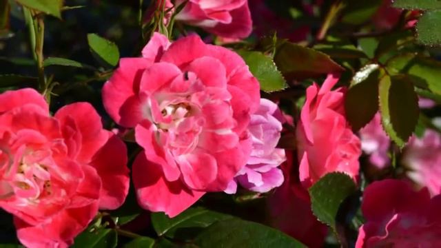 розы нашего сада смотреть онлайн