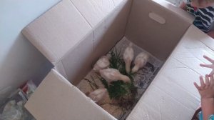 Купили цыплят бройлеров. Не знаем как за ними ухаживать.
