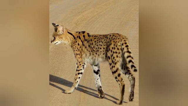 ТОП 7 НЕОБЫЧНЫХ ПОРОД КОШЕК/TOP 7 UNUSUAL CAT BREEDS