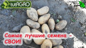 СВОИ СЕМЕНА КАРТОФЕЛЯ ГОРАЗДО ЛУЧШЕ! НЕ ТРАТТЬЕ ДЕНЬГИ! ПРАВИЛА ОТБОРА КЛУБНЕЙ КАРТОФЕЛЯ НА СЕМНА.