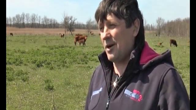 Фермер Сергей Корсунов разводит калмыцких коров мясной породы (ТРК"Метроном-3") смотреть онлайн