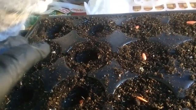 Посев огурцов в кассеты. Самый простой и быстрый способ.