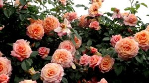 🌹💕ТОП Плетистых роз  🌹  Лучшие из Лучших 😍👍