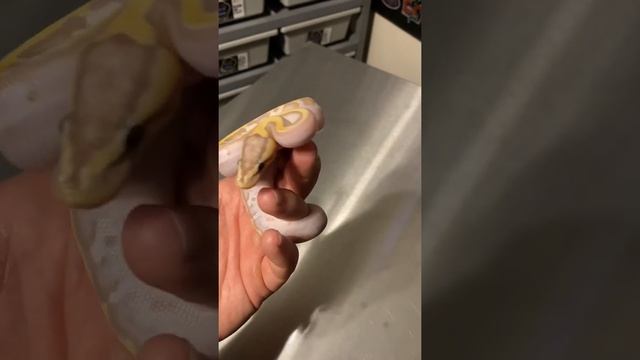 BANANA! || PASTEL ENCHI BANANA PIEBALD BALL PYTHON