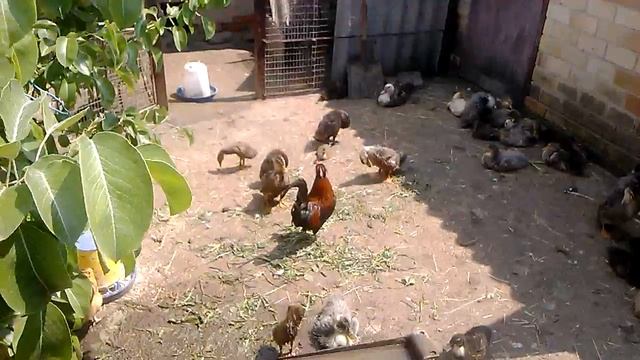 Утки, Голубой фаворит, Индийский бегун Piace Duck смотреть онлайн