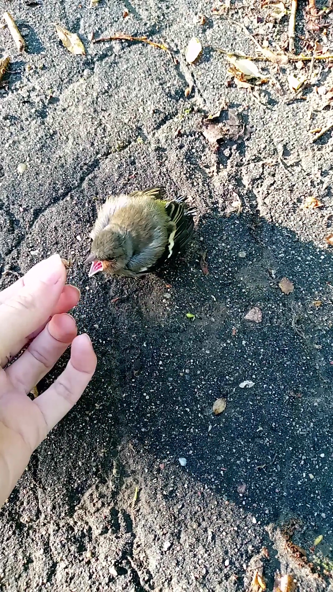 Н. »детали за скобками » » » »»»»» Прогулка со слетком синицы » » » » Комарики не летят в ротик сами