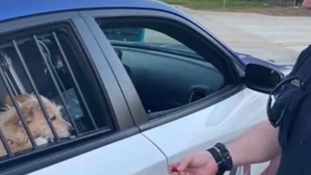 Кто-то выбросил двух собачек из дома и из своей жизни. Хорошо что рядом были неравнодушные люди