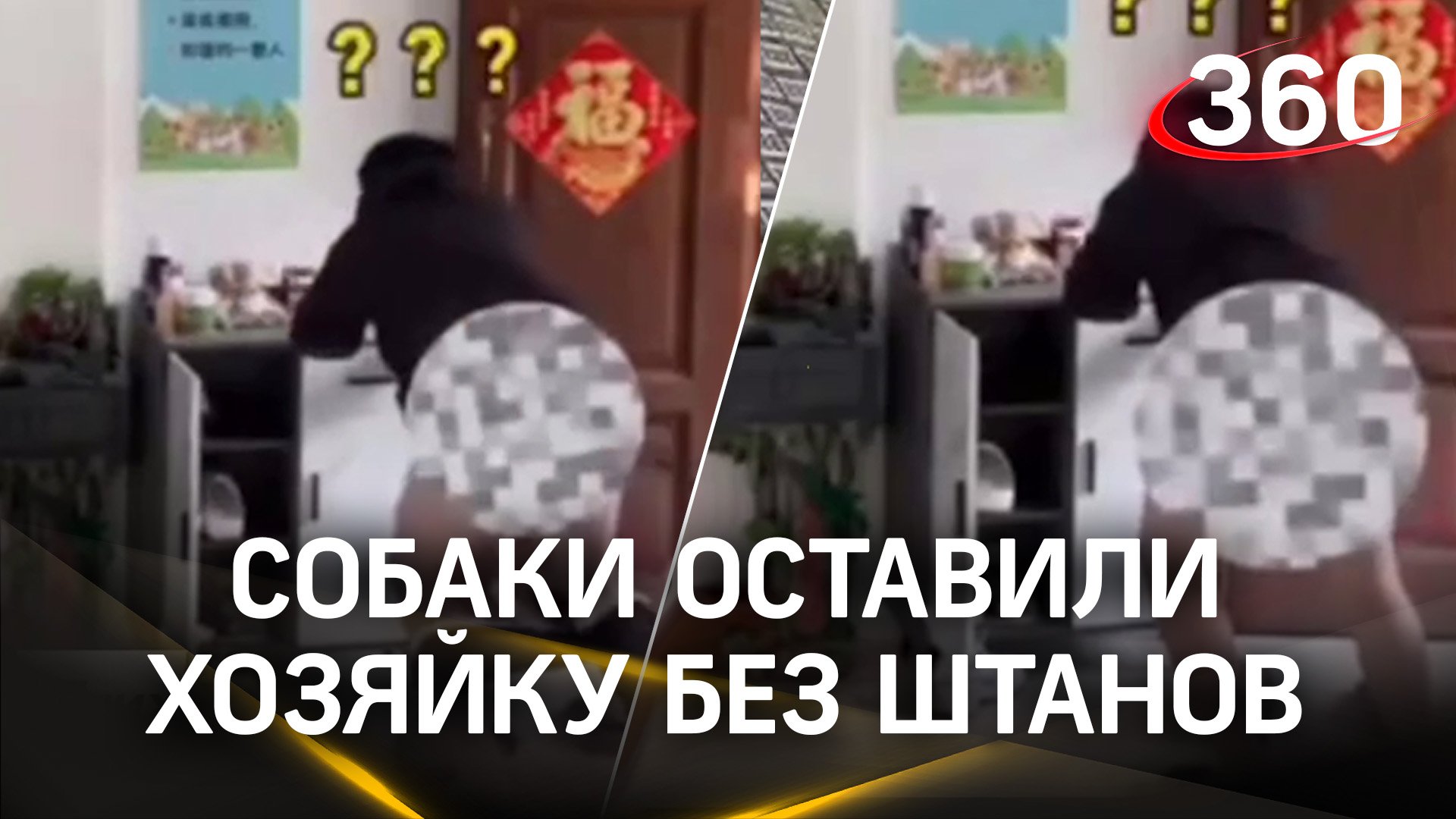 Сорвали штаны и выкинули на улицу - собаки устроили настоящий квест для хозяина