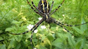 Аргиопа Брюнниха, или паук-оса (лат. Argiope bruennichi)