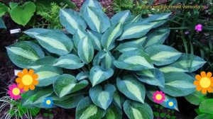 Хоста гибридная Киви Фулл Монти. Краткий обзор, описание характеристик hosta hybrida Kiwi Full Mont