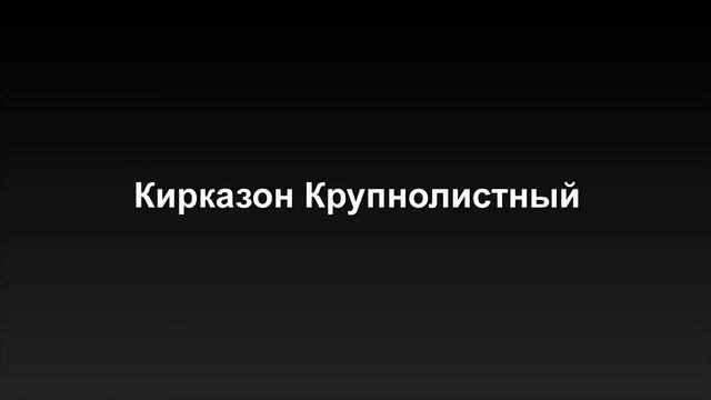 БЕСЕДКИ – ПОДБИРАЕМ ИДЕАЛЬНЫЕ РАСТЕНИЯ смотреть онлайн