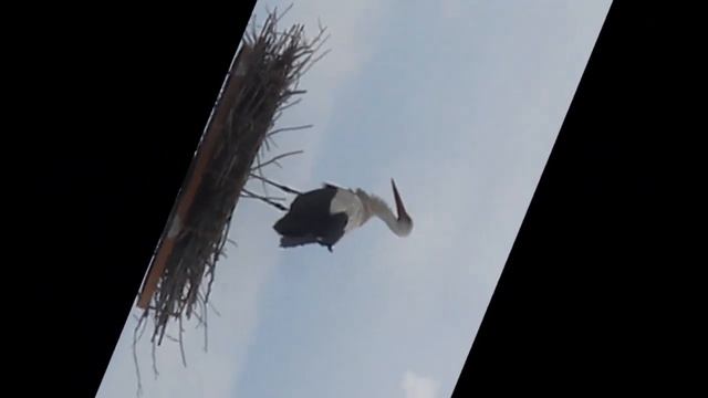 Аист прилетел к пруду!!!! смотреть онлайн