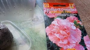 Сегодня однолетнюю гвоздику пора сеять.