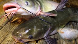 Что необычного в "Канальном Соме" и почему его лучше не есть?